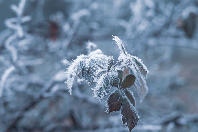 Bouquet hivernal Interflora - Givre et Lumière